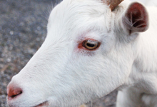 粟野町の山奥、ヤギ。